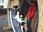 The Giant HoundRound dog exercise wheel